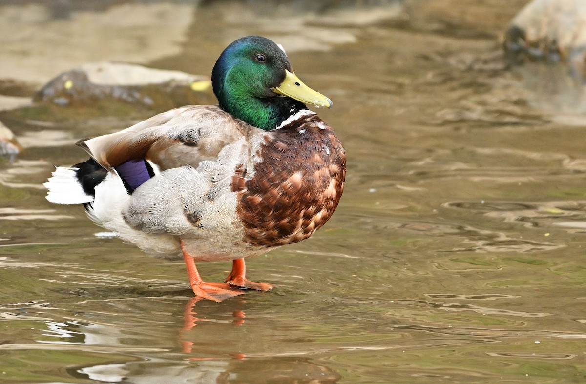 Canard colvert - ML620767454