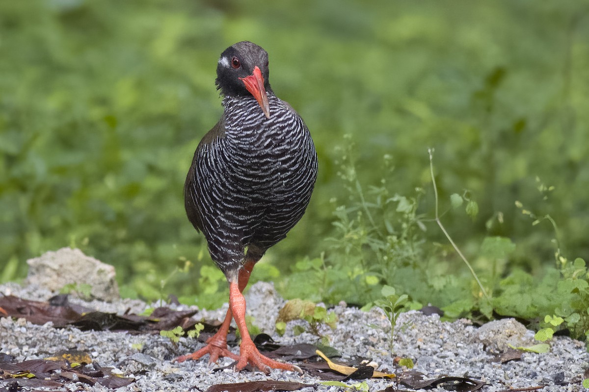 Okinawa Rail - ML620767456