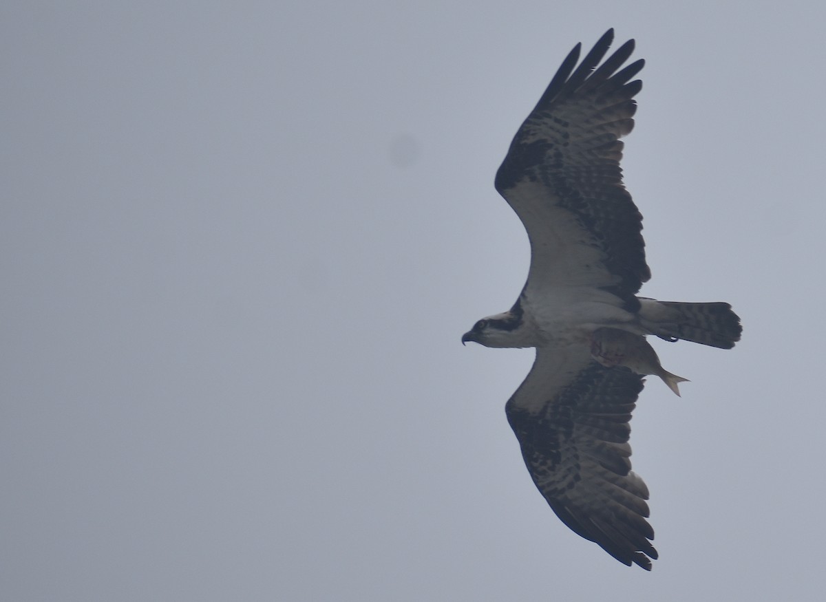 Osprey (carolinensis) - ML620767460