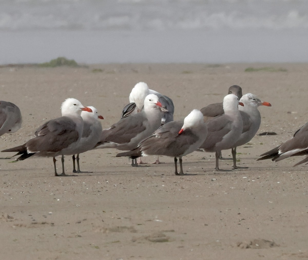 Heermann's Gull - ML620767463