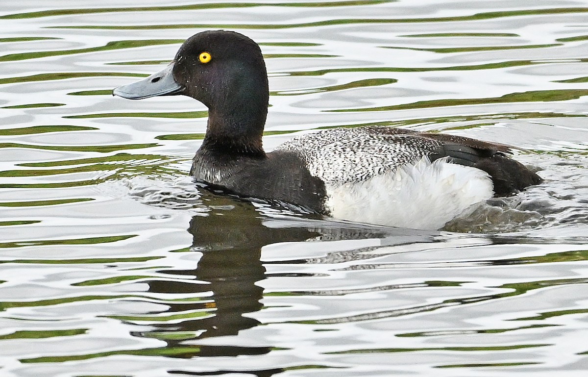 Lesser Scaup - ML620767465