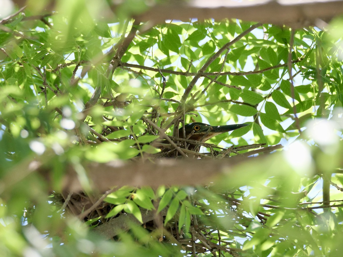 Green Heron - ML620767466