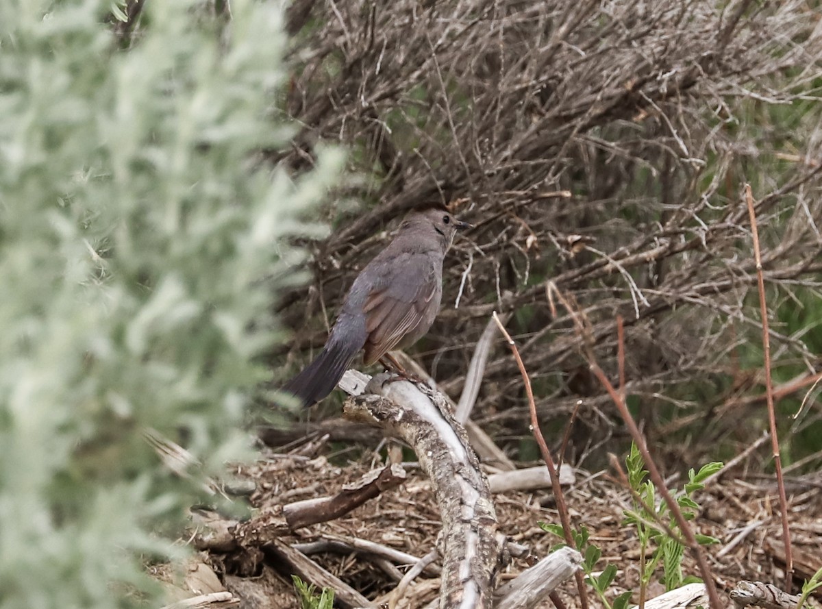 Gray Catbird - ML620767467