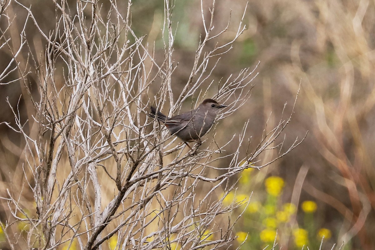 Gray Catbird - ML620767468