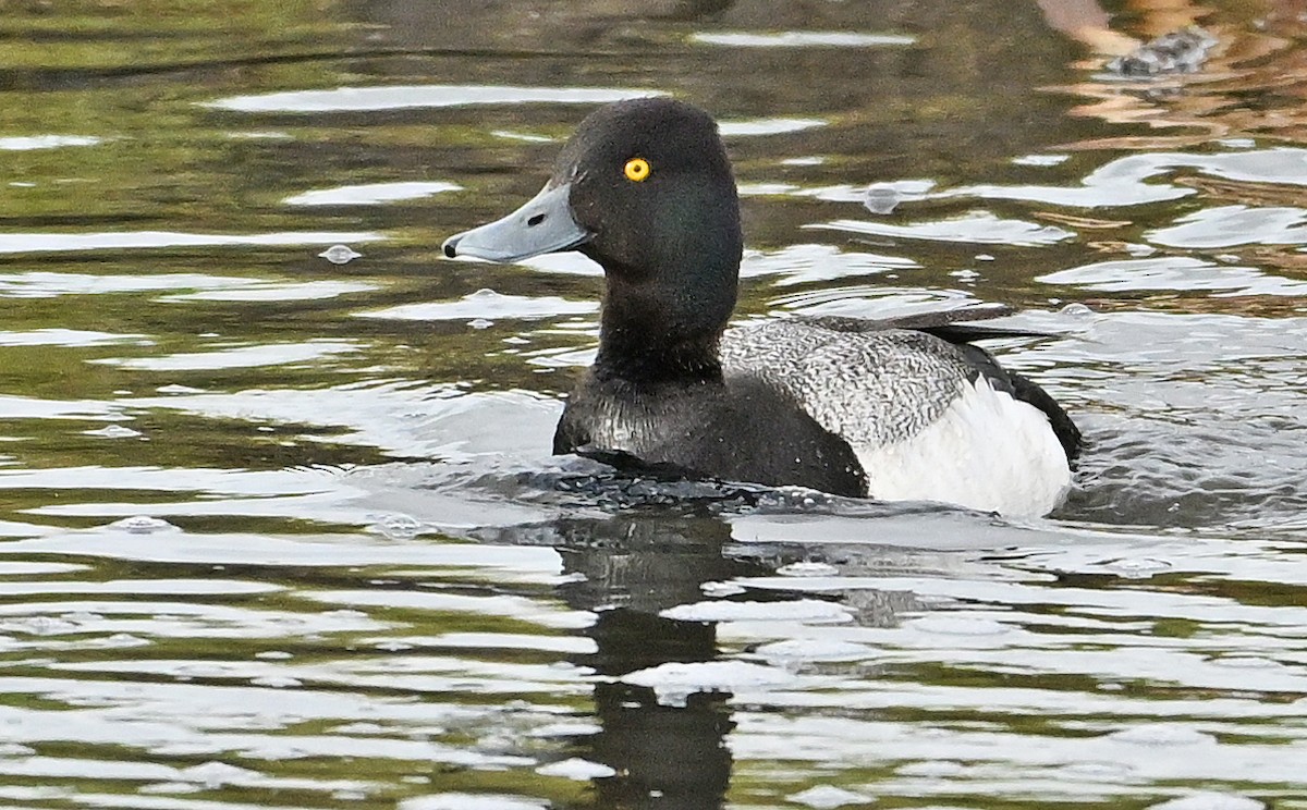 Lesser Scaup - ML620767470