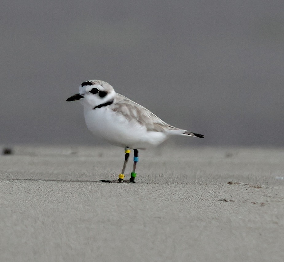 Snowy Plover - ML620767472