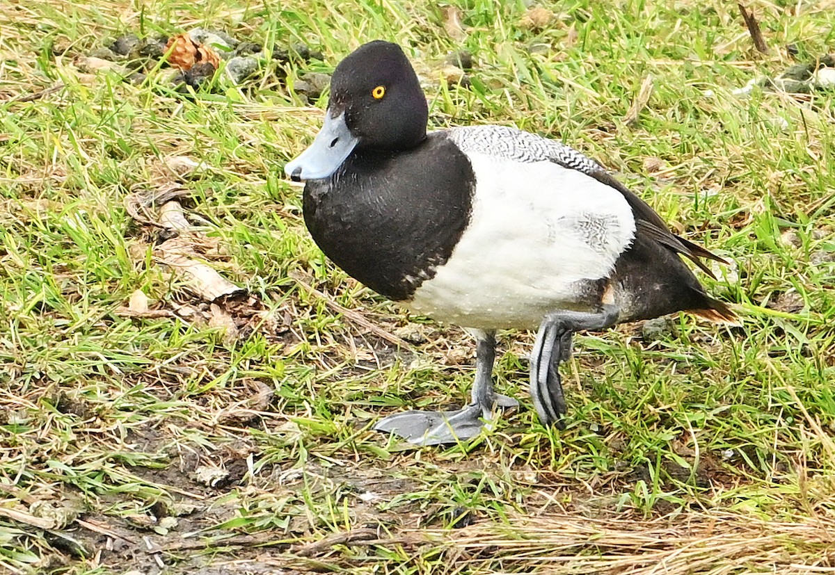 Lesser Scaup - ML620767473