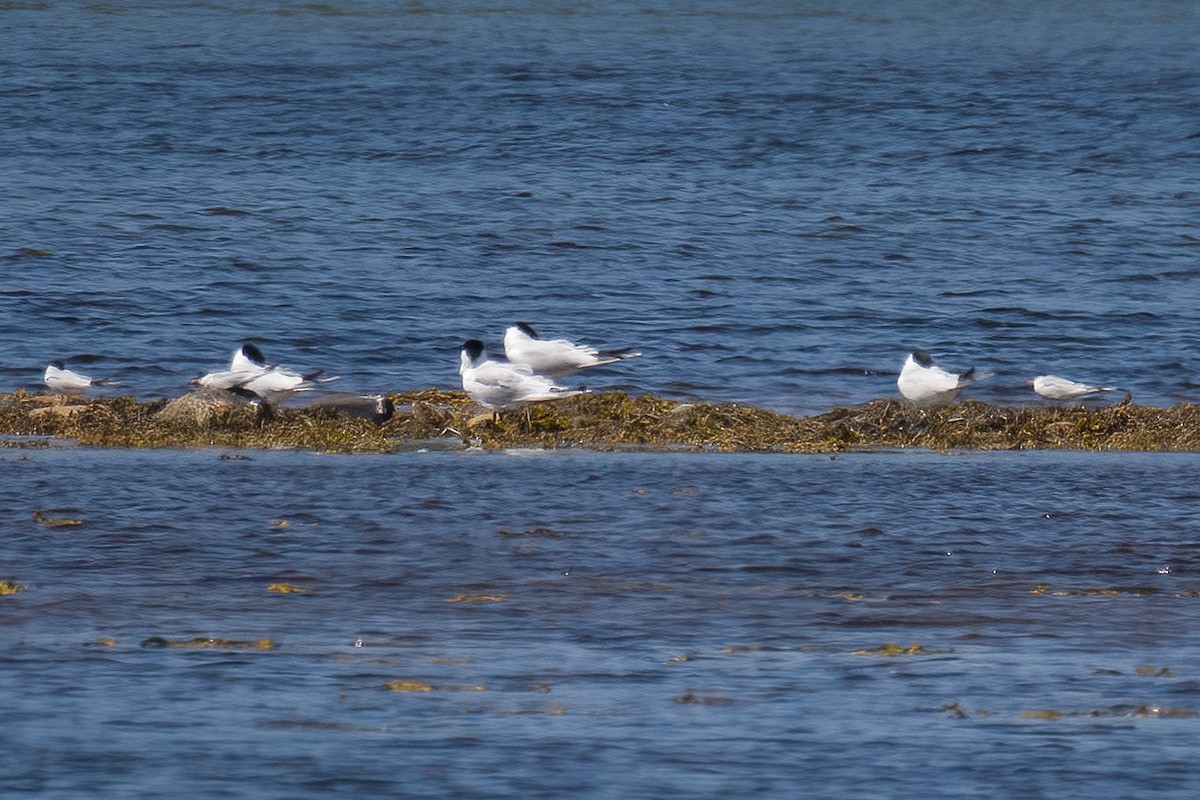 Caspian Tern - ML620767474