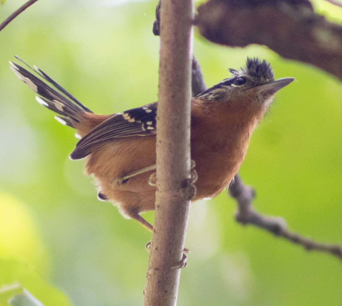 Ferruginous Antbird - ML620767478