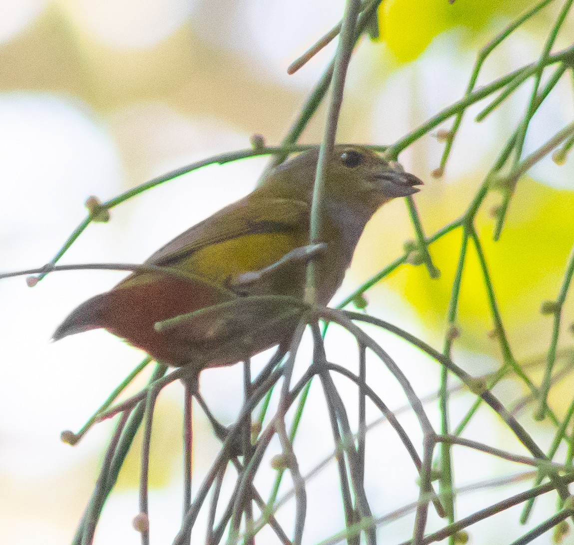 Chestnut-bellied Euphonia - ML620767483