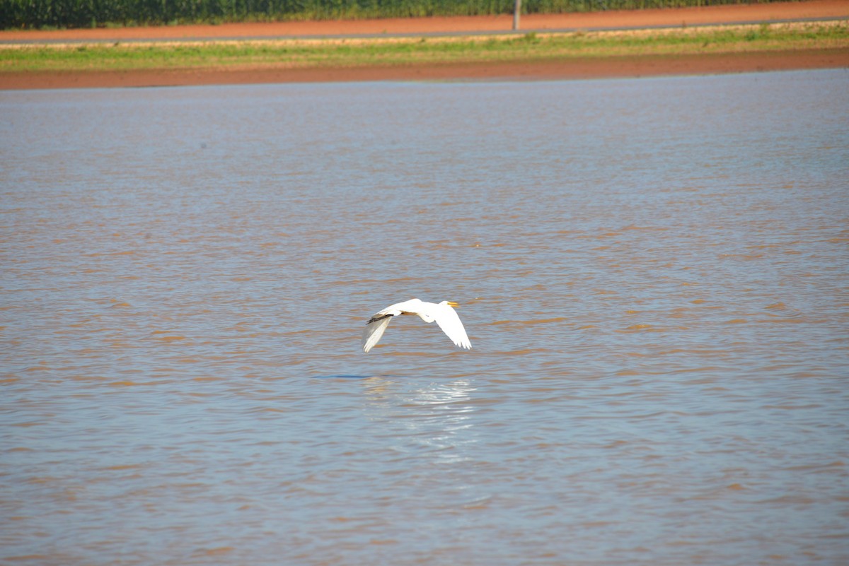 Great Egret - ML620767485