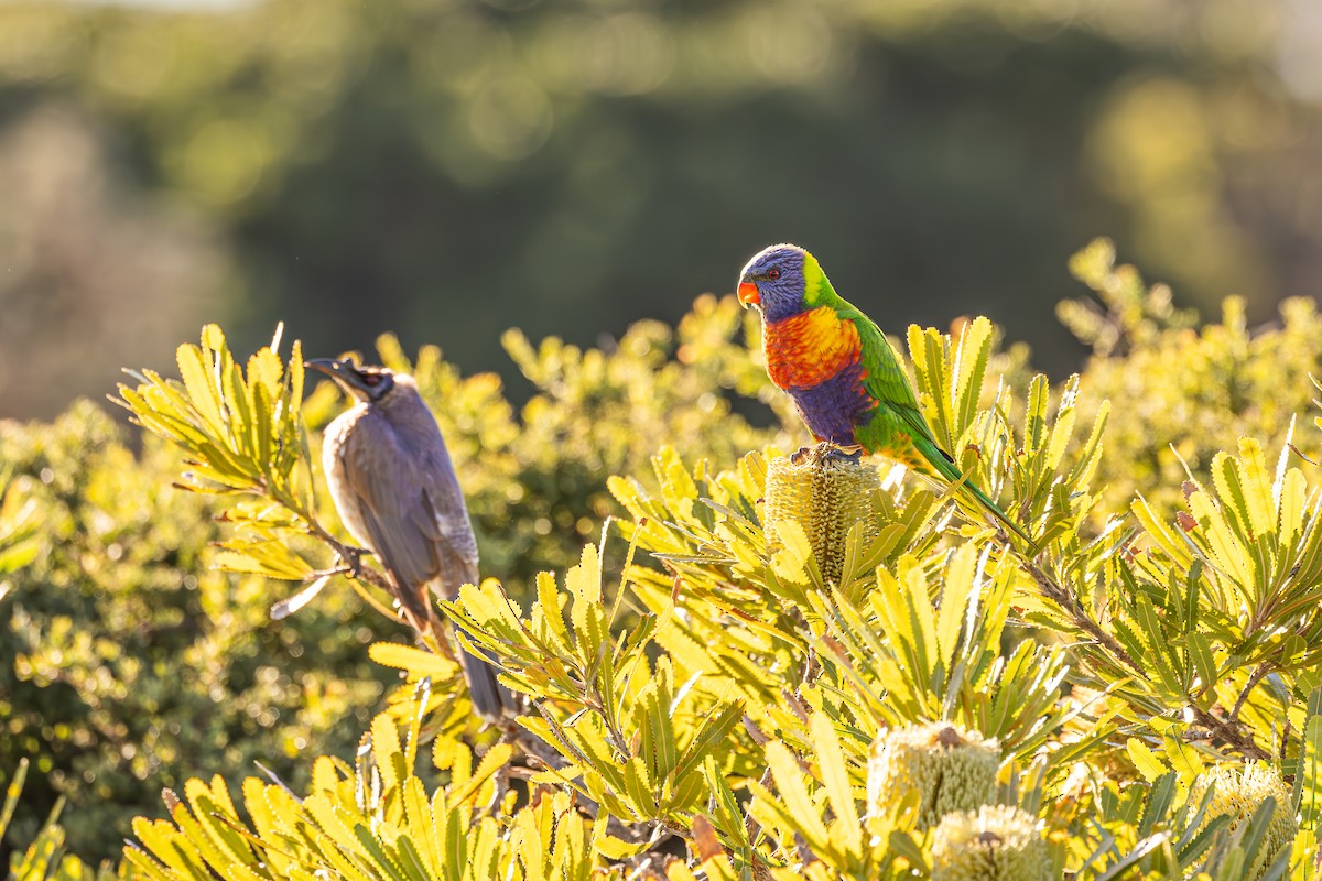 Rainbow Lorikeet - ML620767487