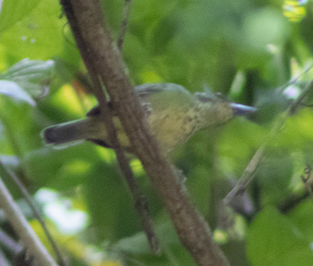 Spot-breasted Antvireo - ML620767489