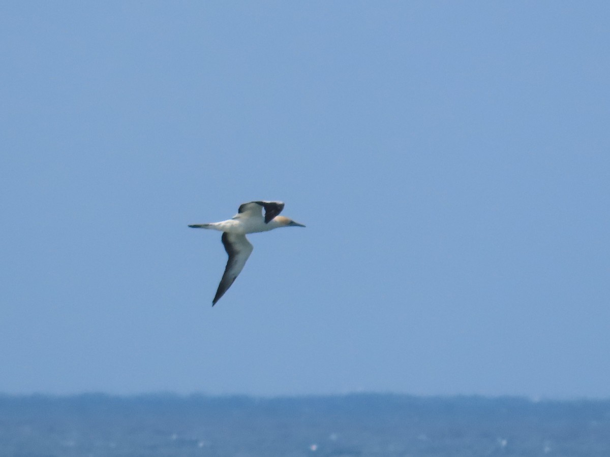 Australasian Gannet - ML620767498