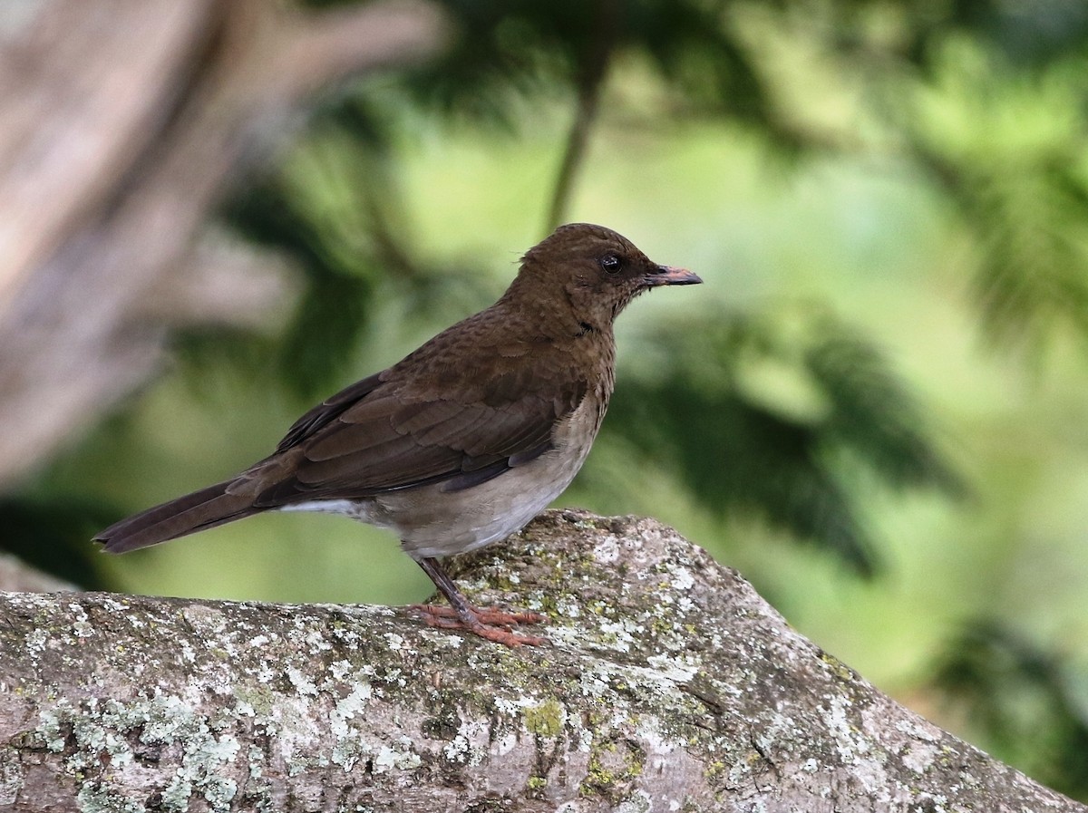 Black-billed Thrush (Drab) - ML620767507