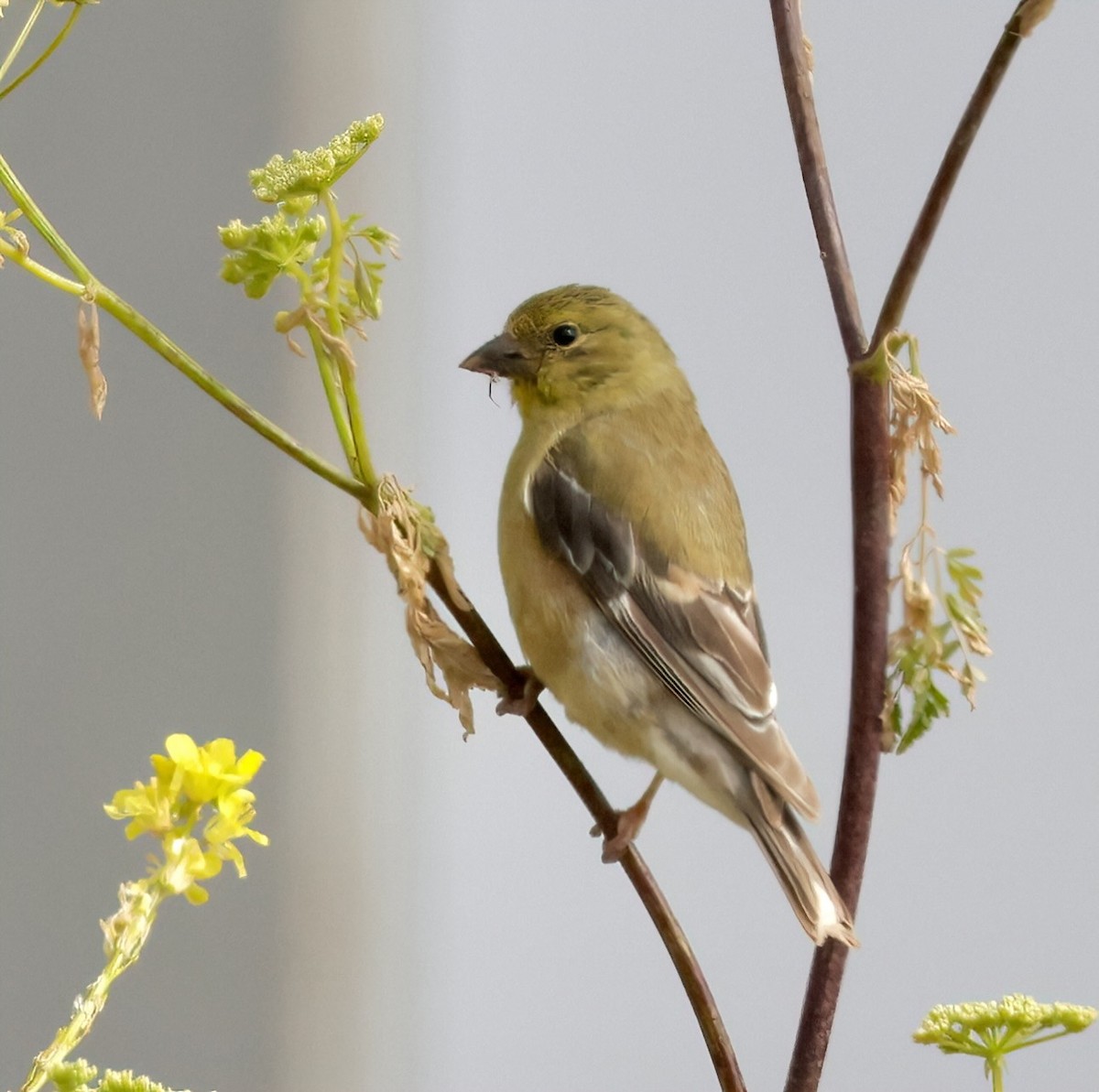 Chardonneret jaune - ML620767508