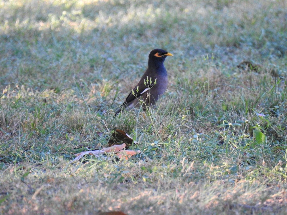 Common Myna - Monica Mesch