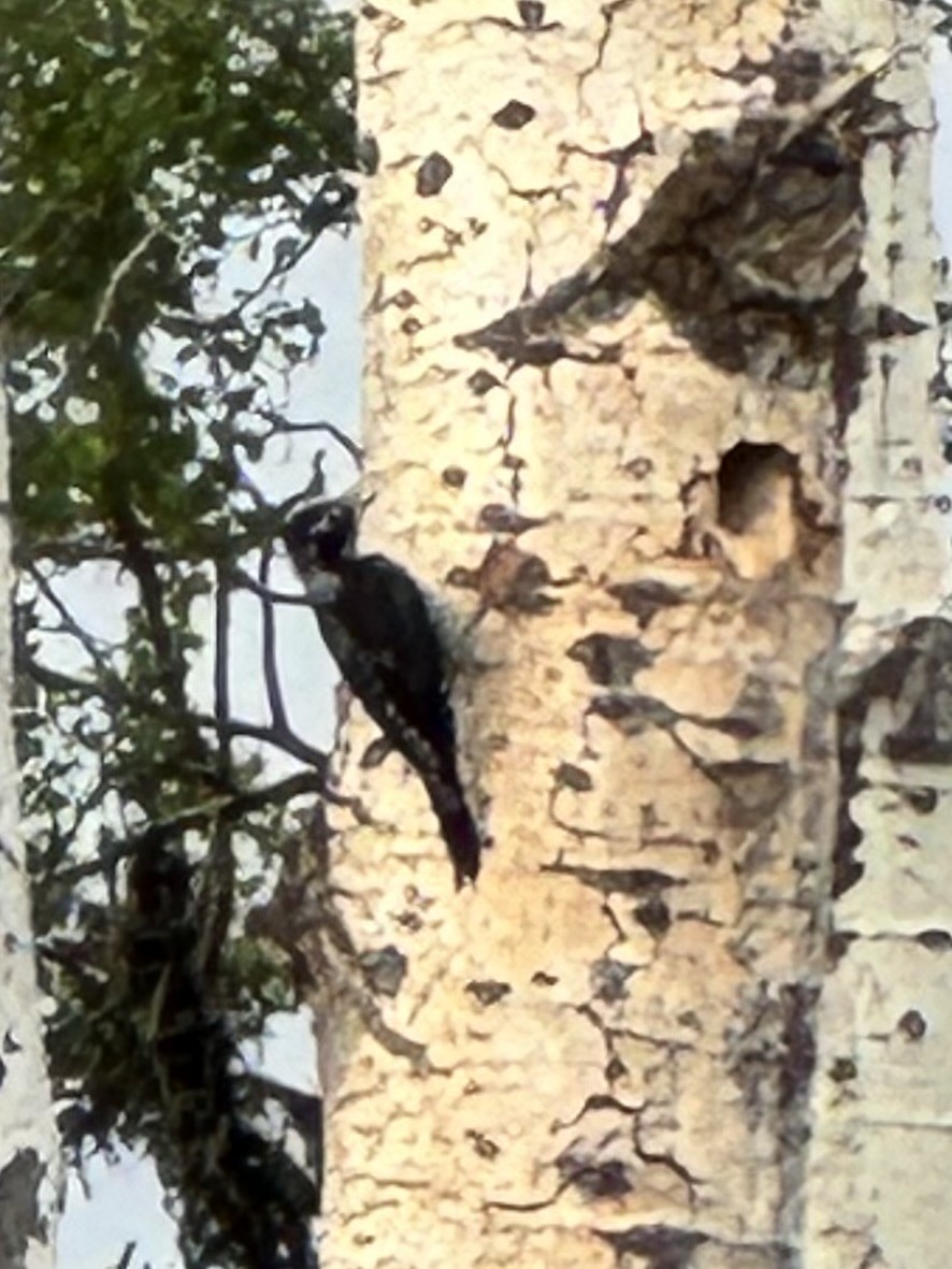 American Three-toed Woodpecker - ML620767523