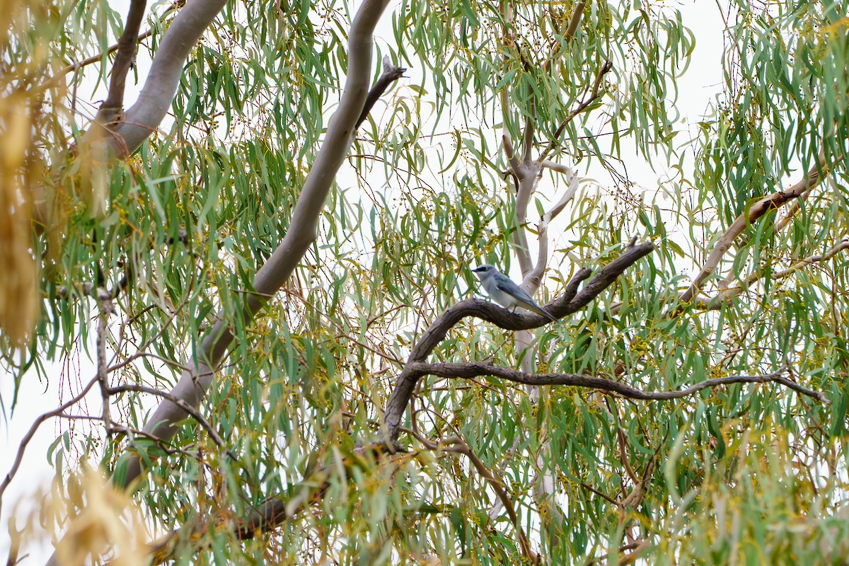 White-bellied Cuckooshrike - ML620767532