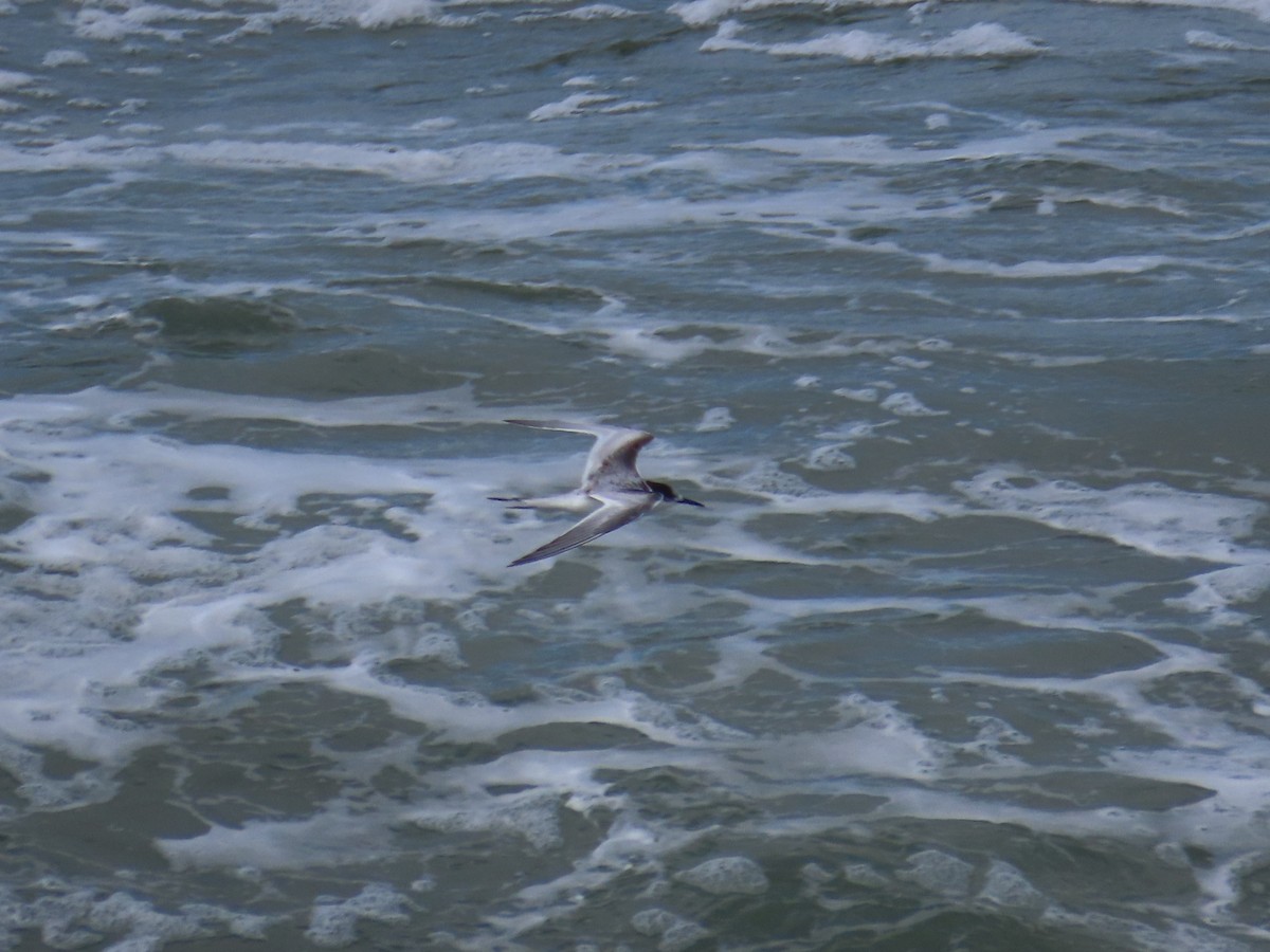 White-fronted Tern - ML620767541