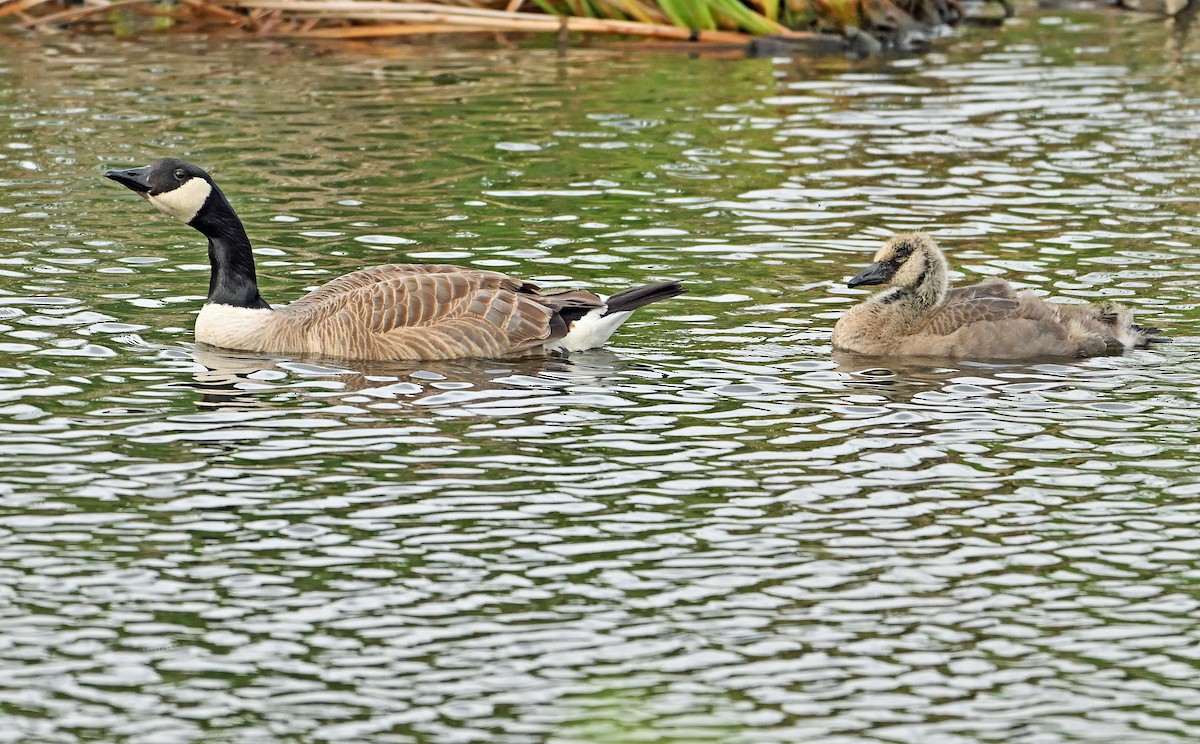 Canada Goose - ML620767545