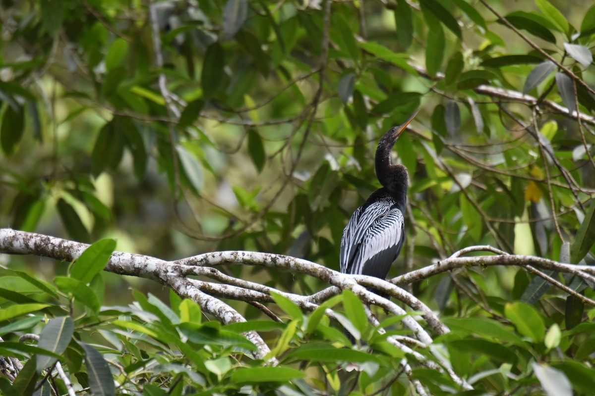 anhinga americká - ML620767547