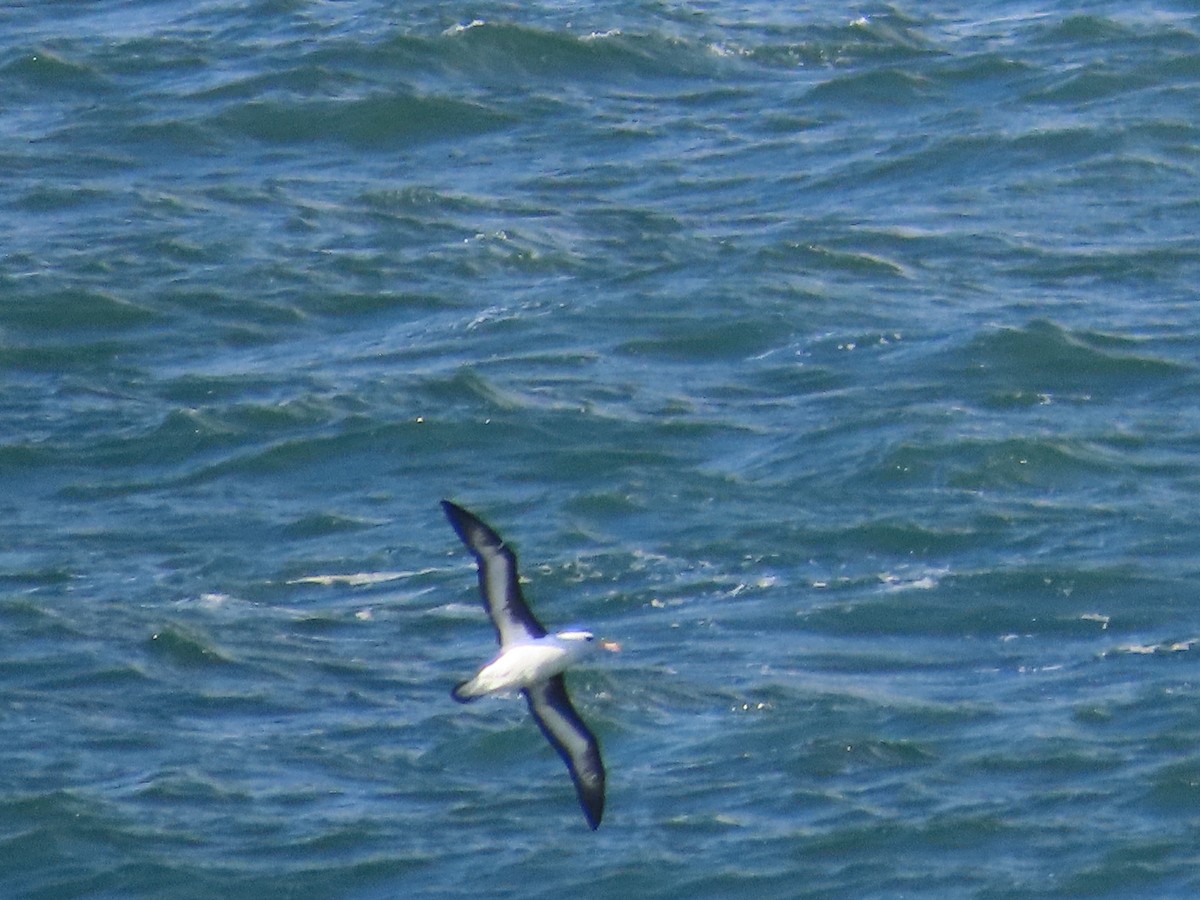 Black-browed Albatross - ML620767549