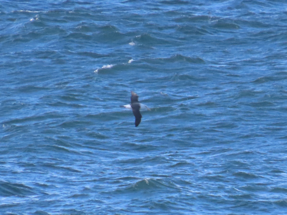 Black-browed Albatross - ML620767550