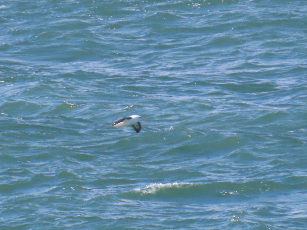 Black-browed Albatross - ML620767552