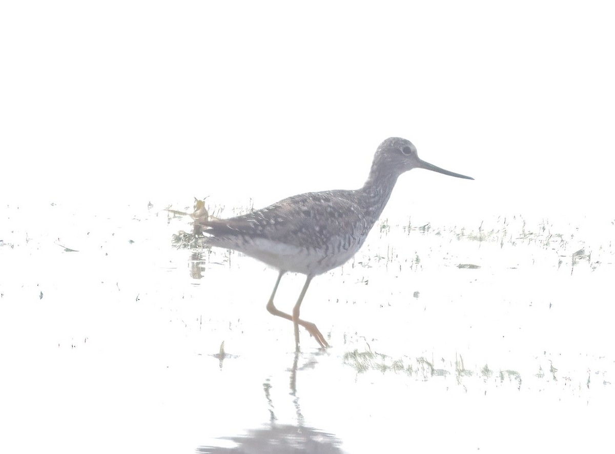 Greater Yellowlegs - ML620767553