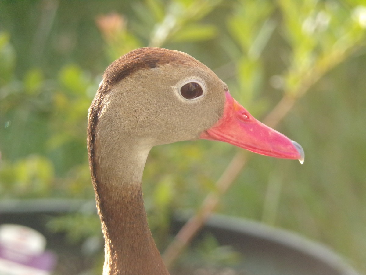 Black-bellied Whistling-Duck - ML620767556