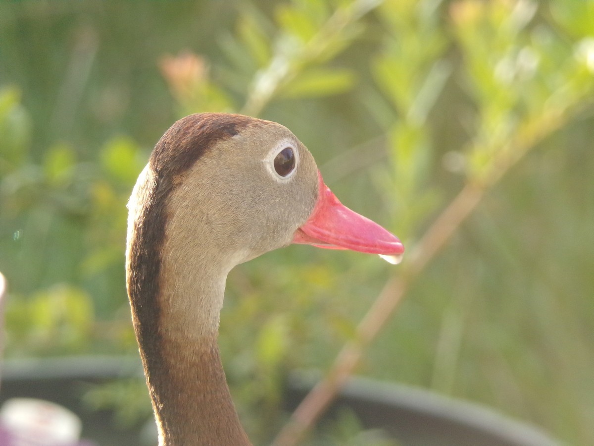 Black-bellied Whistling-Duck - ML620767557