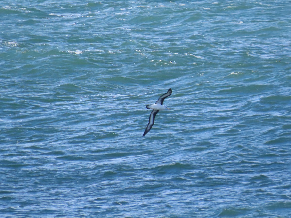 Black-browed Albatross - ML620767563