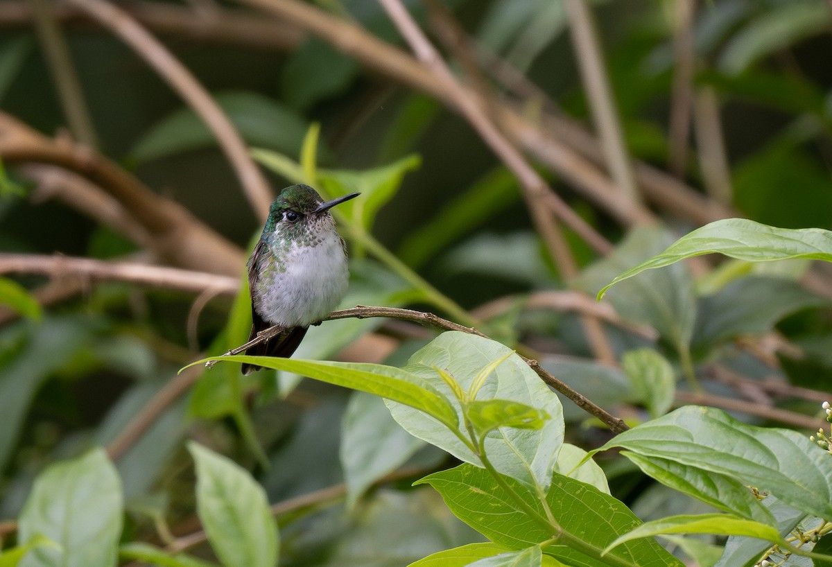 White-bellied Mountain-gem - ML620767564