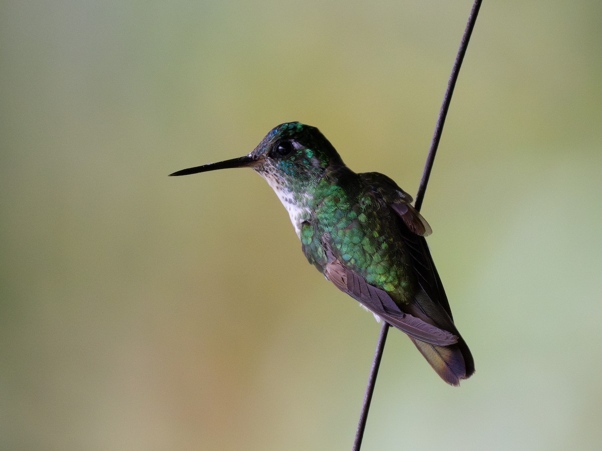 Colibri à gorge lilas - ML620767566