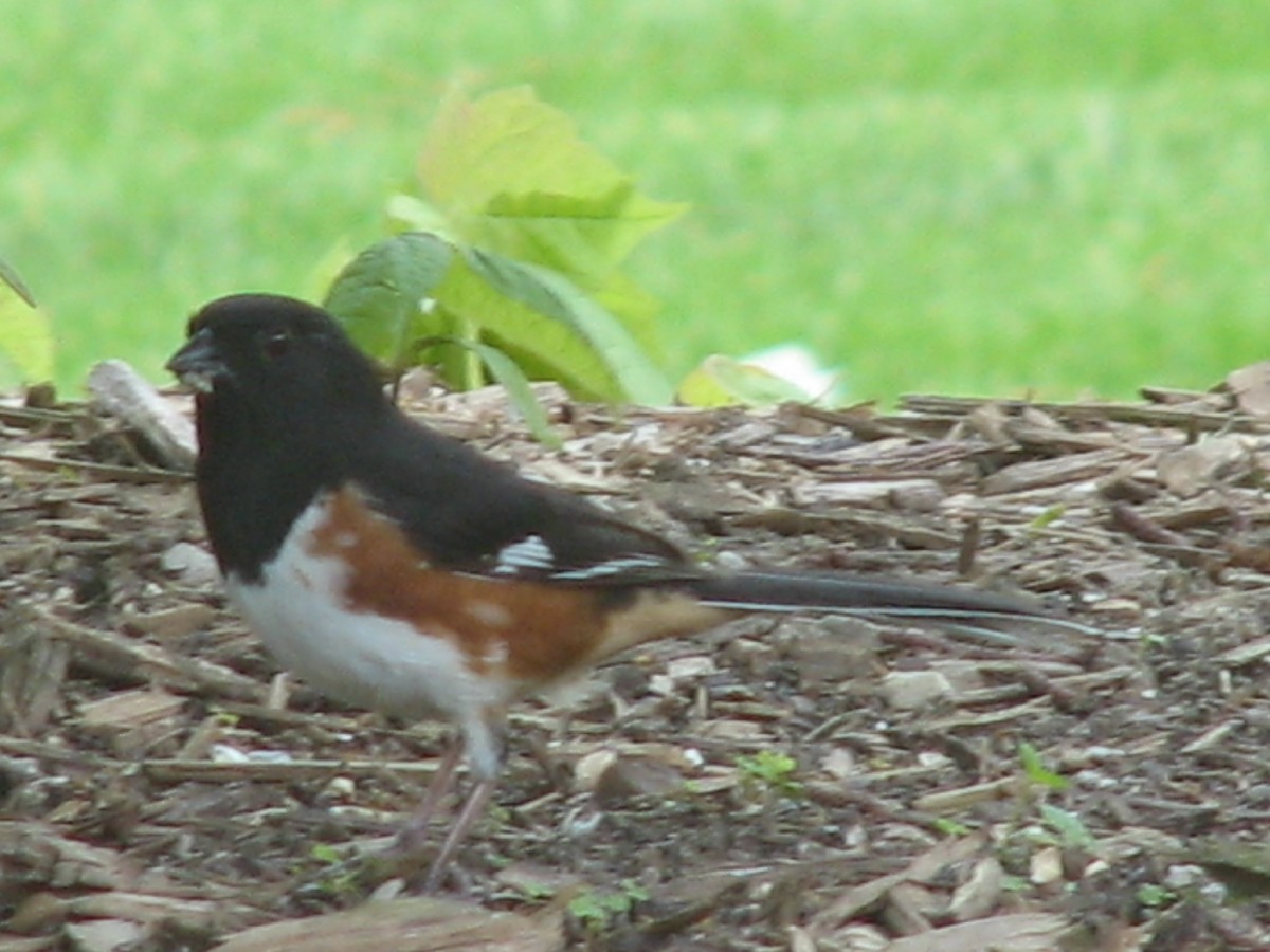 Eastern Towhee - ML620767567