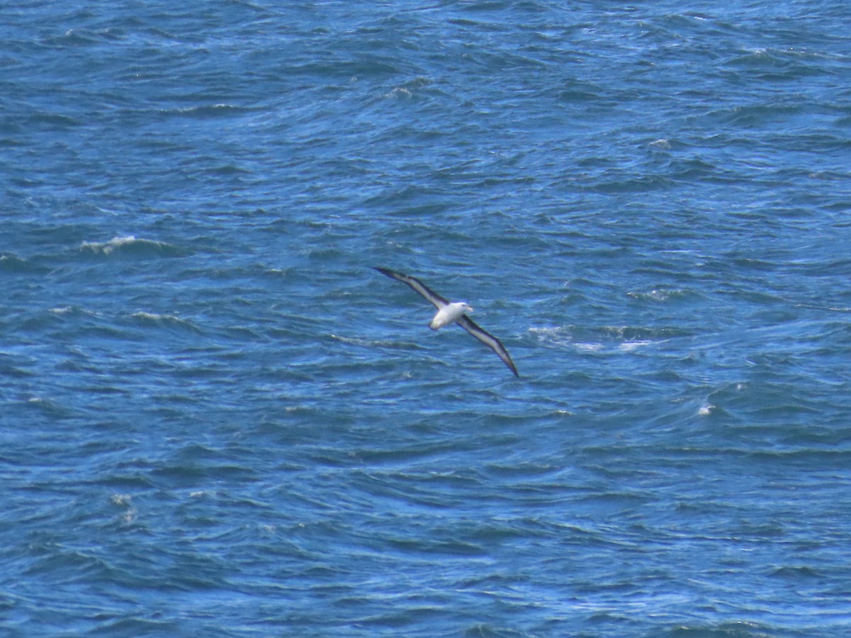 Black-browed Albatross - ML620767574