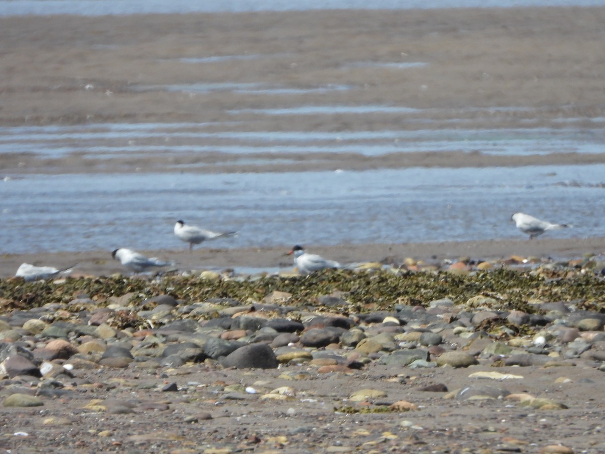 Common Tern - ML620767576