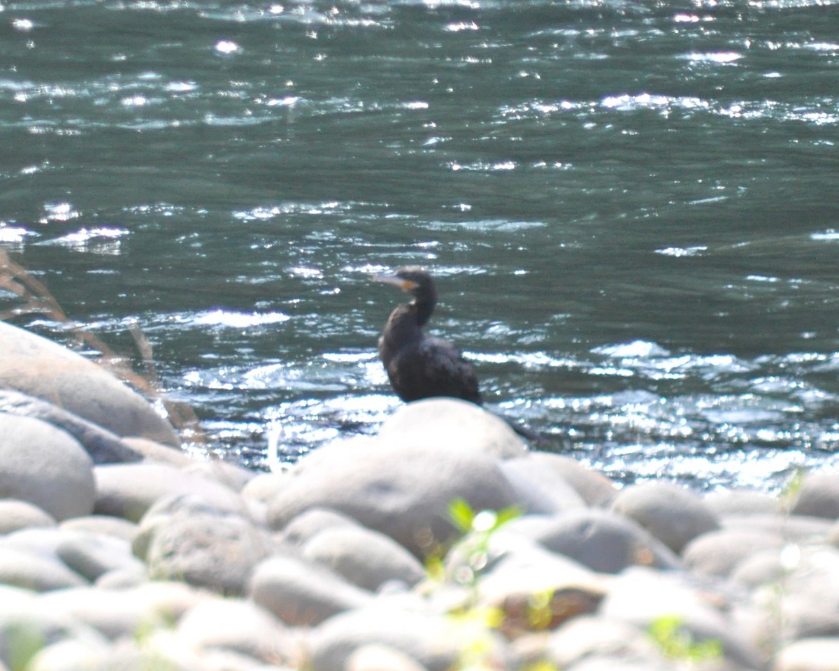 Neotropic Cormorant - ML620767577