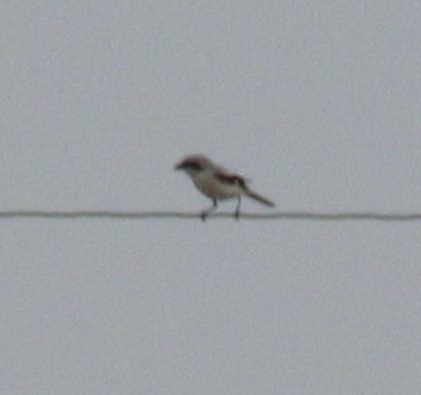 Loggerhead Shrike - ML620767578