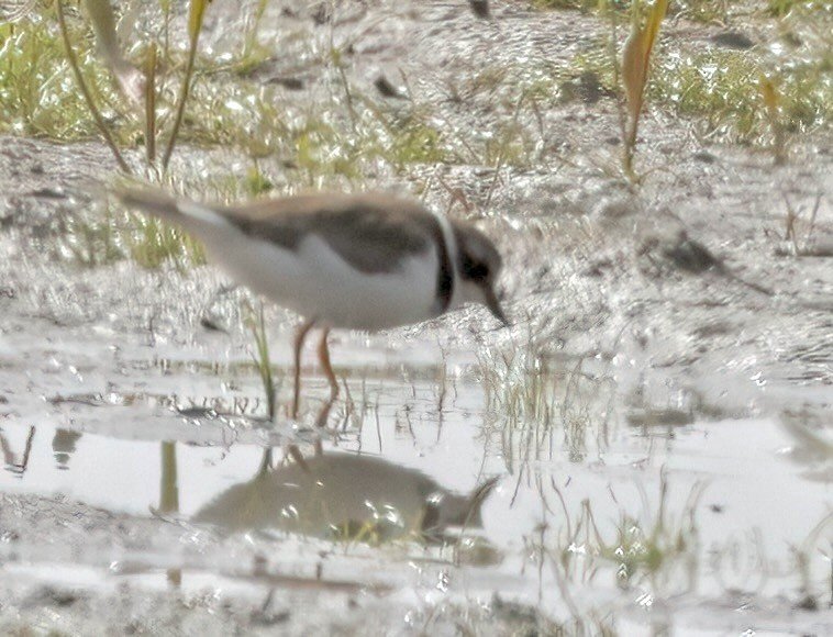 Semipalmated Plover - ML620767582