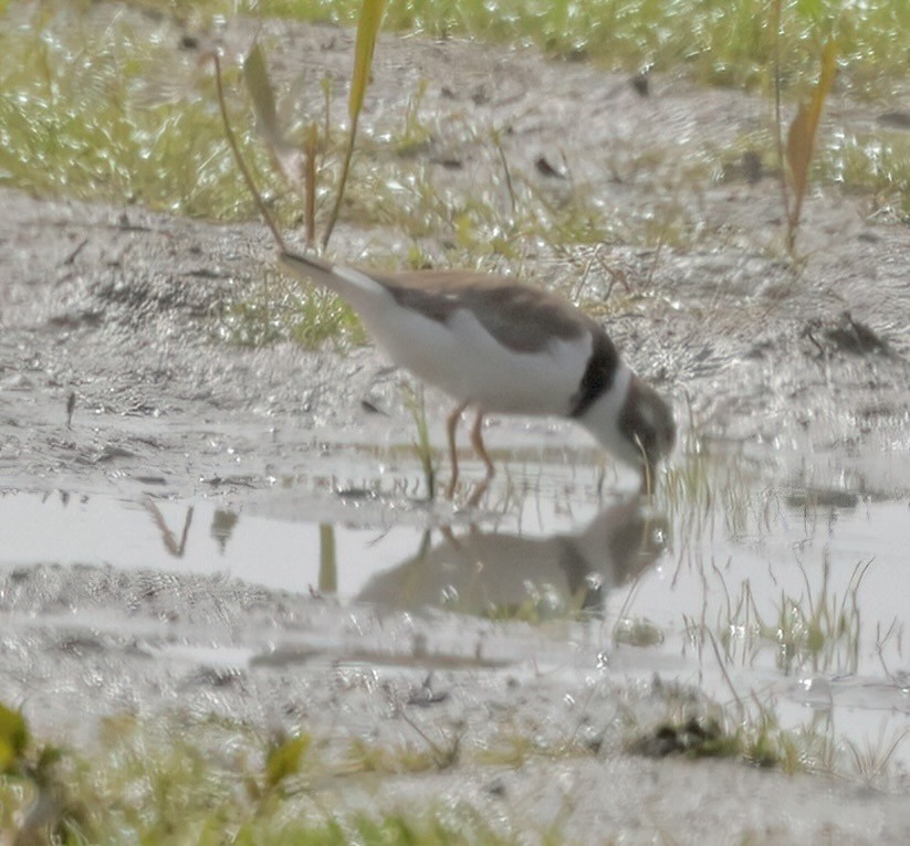 ミズカキチドリ - ML620767583