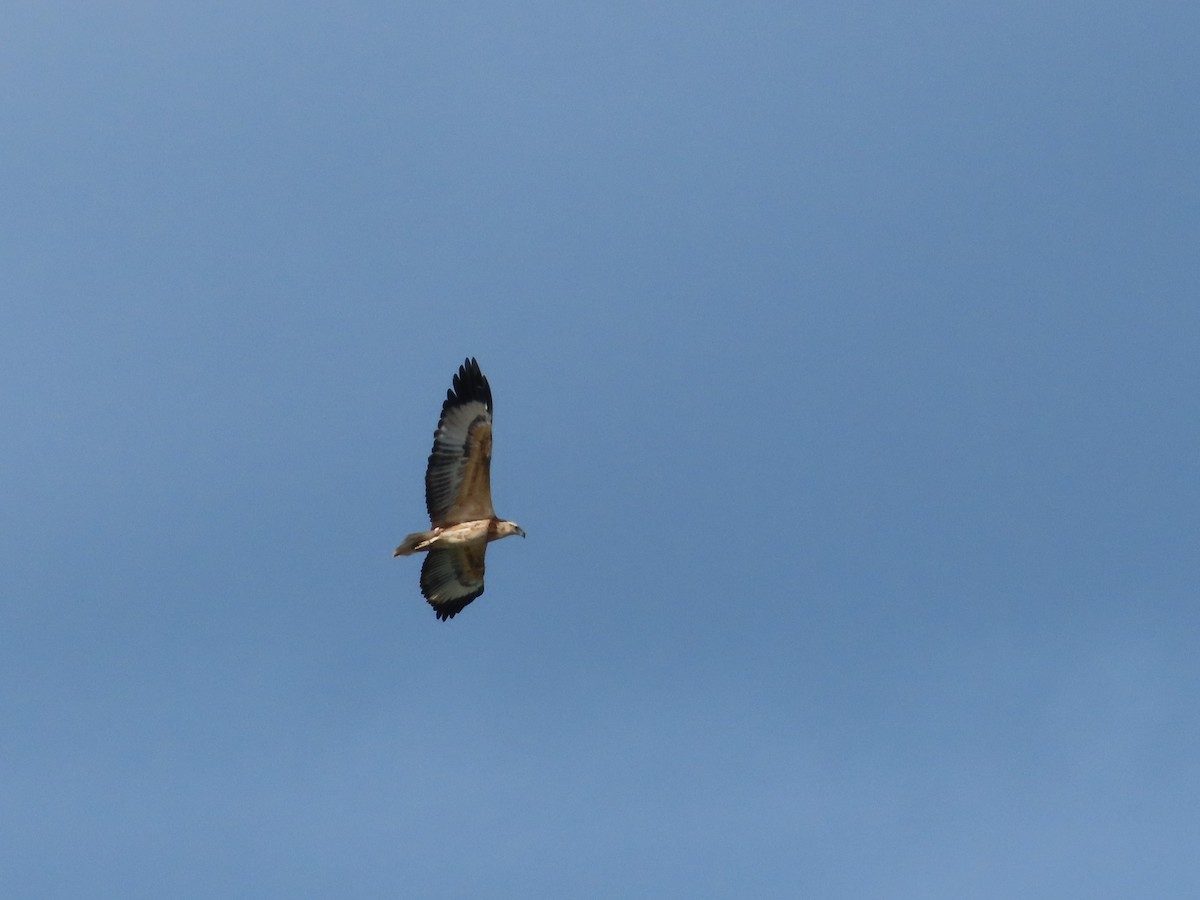 White-bellied Sea-Eagle - ML620767584