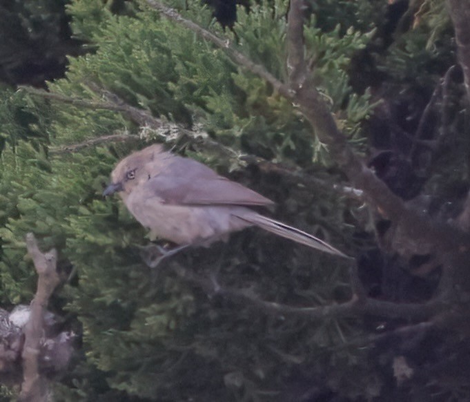 Bushtit - ML620767587