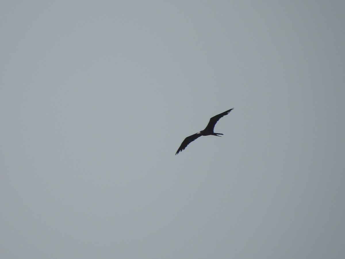 Magnificent Frigatebird - ML620767593