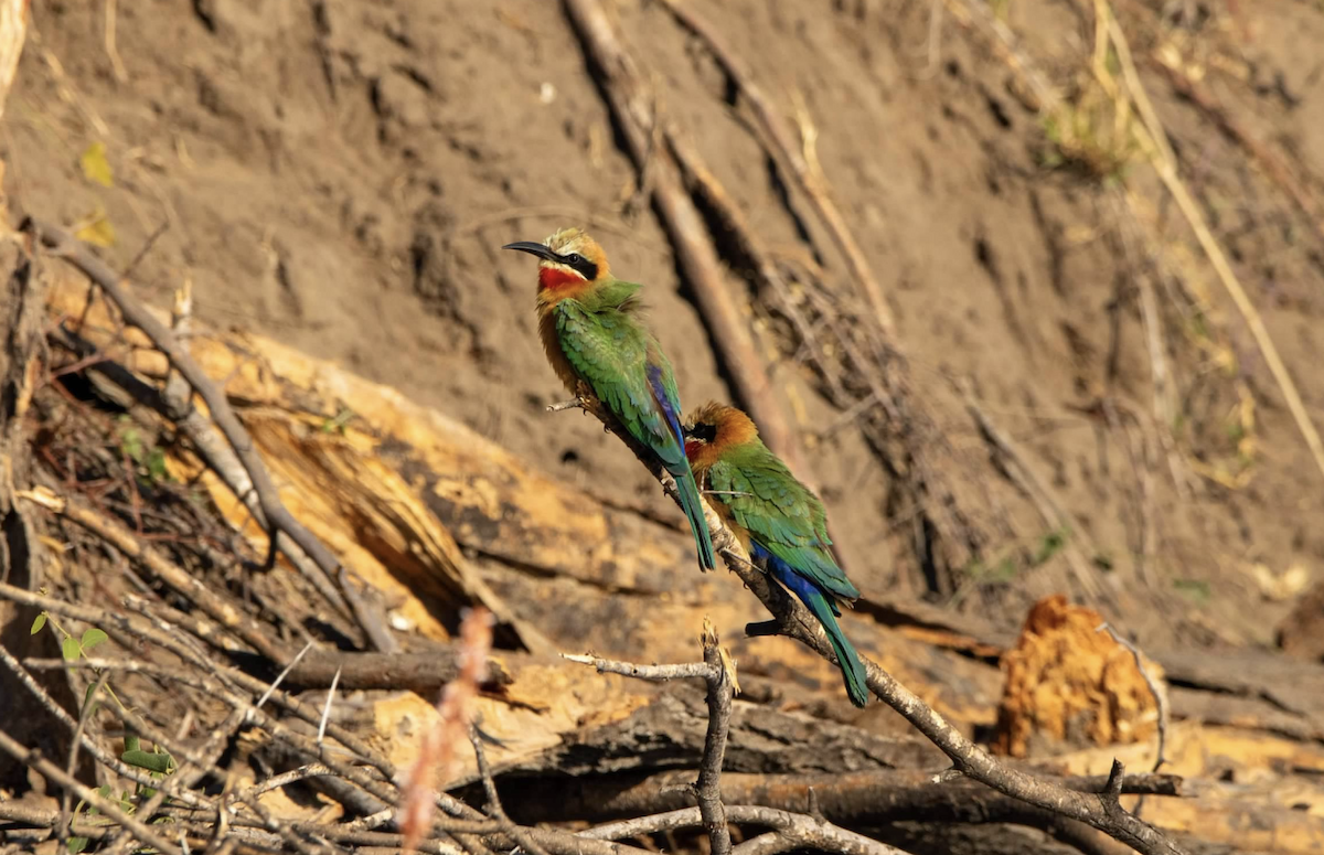 White-fronted Bee-eater - ML620767603