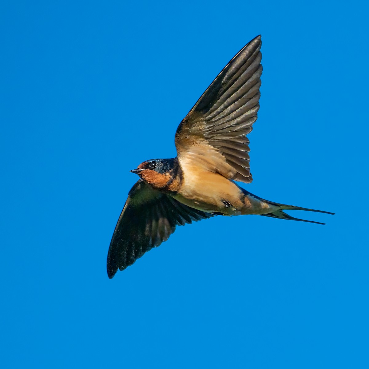 Barn Swallow - ML620767606
