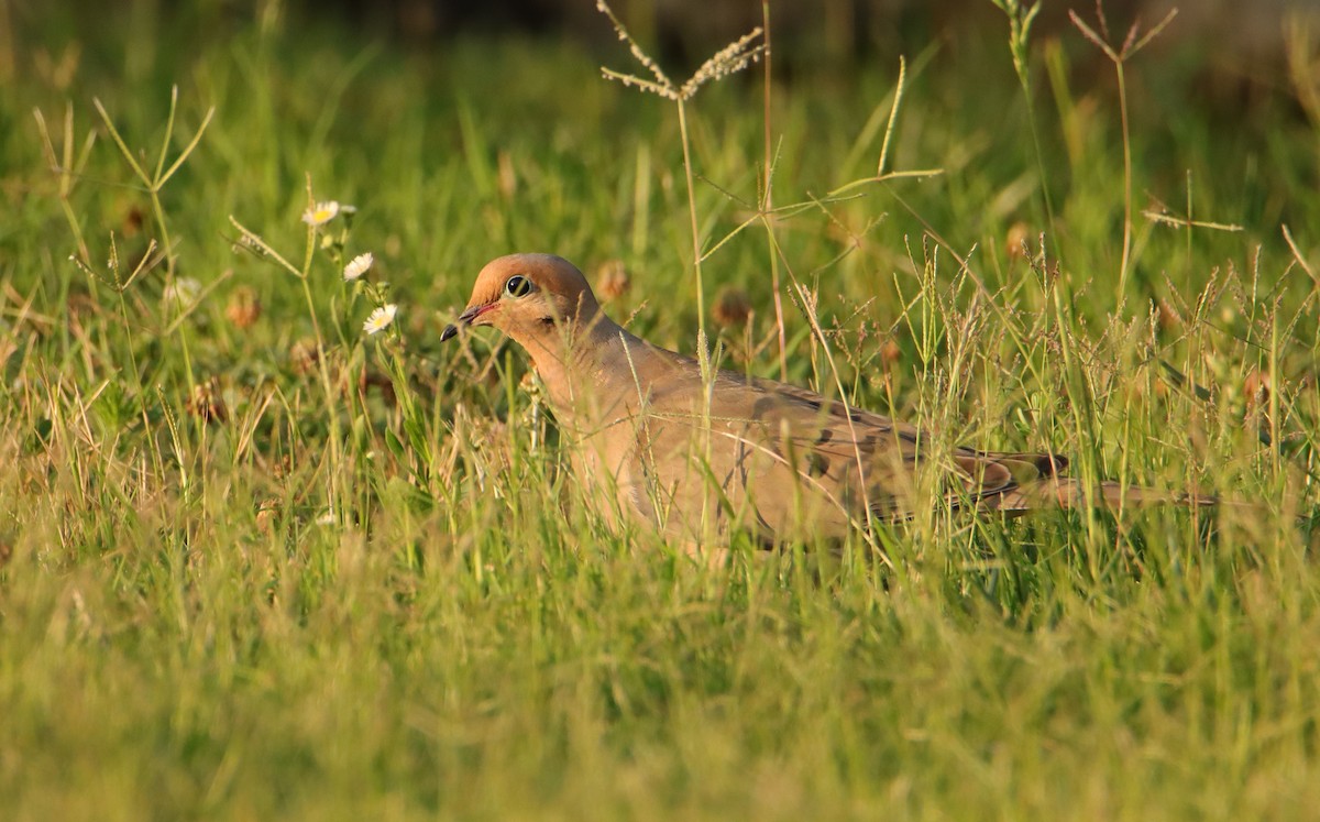 Mourning Dove - ML620767613