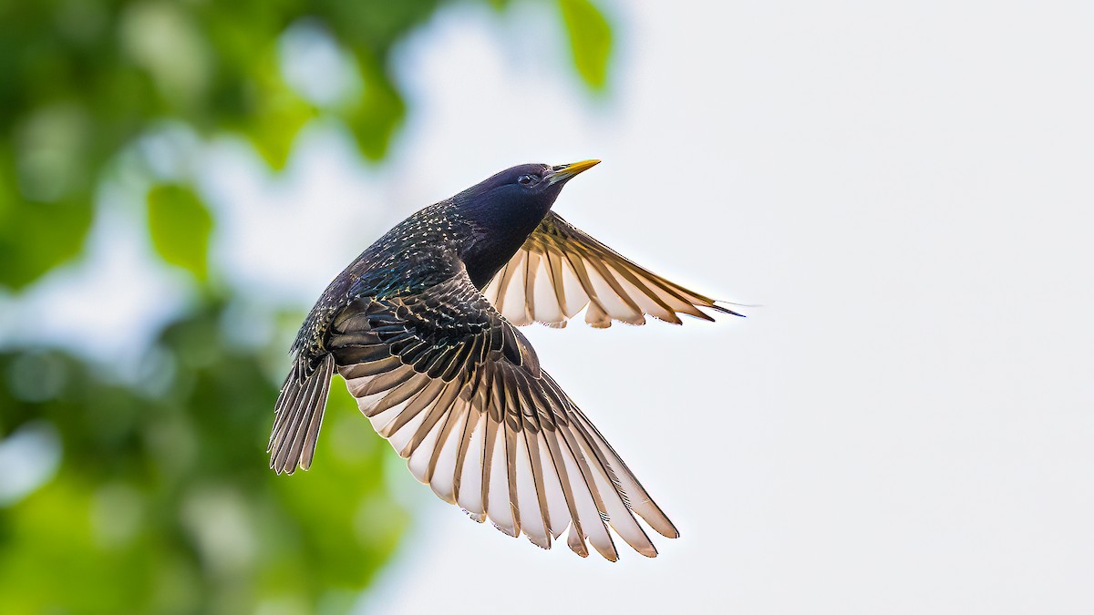 European Starling - Chris Turner