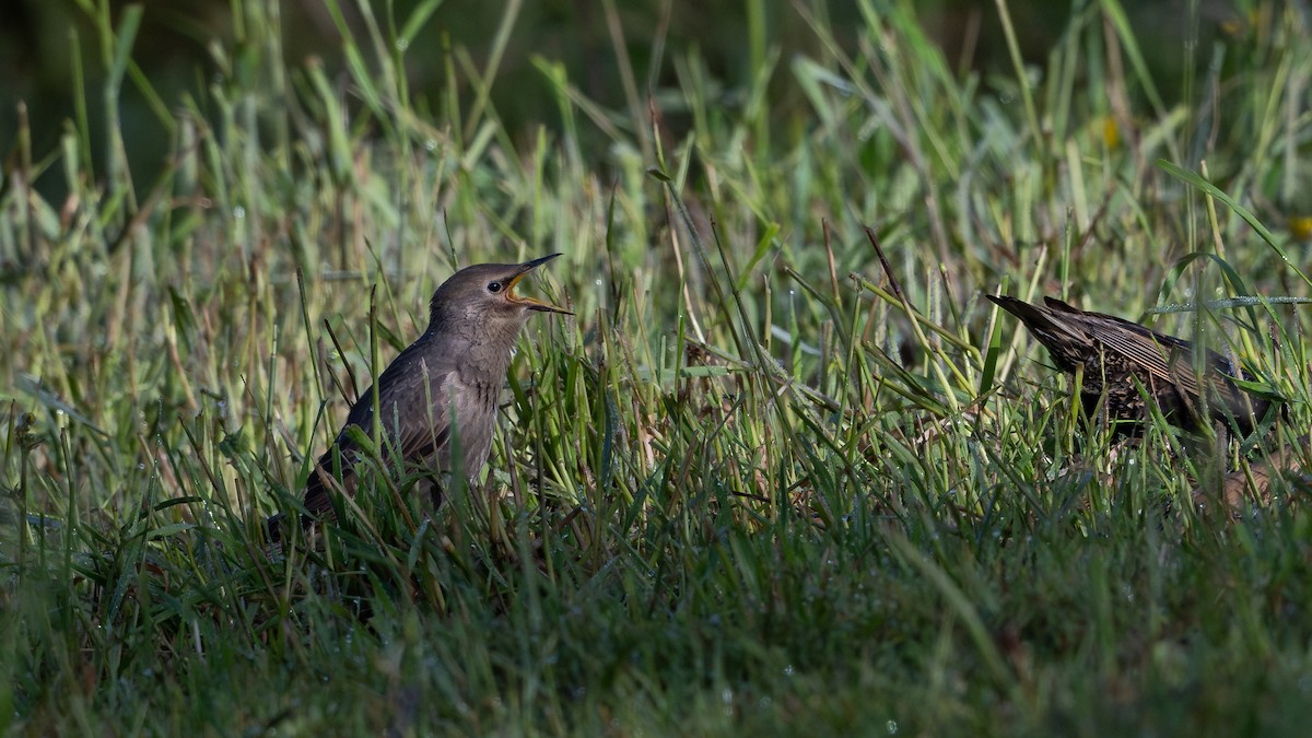 European Starling - ML620767622